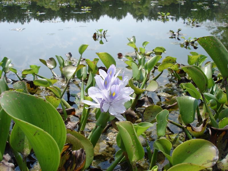 Water Hyacinth Outdoor Alabama